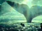 Моби дик, или белый кит Моби дик существовал ли на самом деле